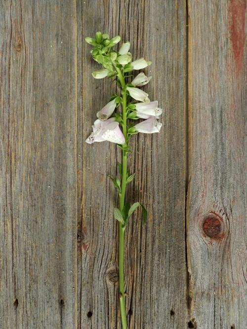 FOX GLOVE PINK NOVELTY